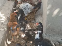 Domestic Muscovy — photo 4