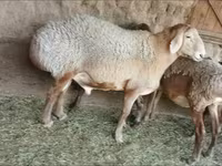 Sheep, Sheep — photo 2