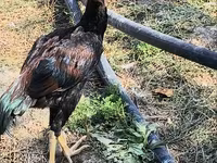 Chickens — photo 2