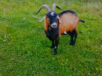 Billy Goat, Czech Brown Shorthaired goats — photo 2