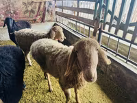 Вівця, Arashan sheep — фото 1