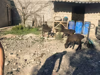 公羊, Sheep — 照片 6