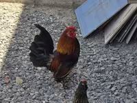 Chickens — foto 4