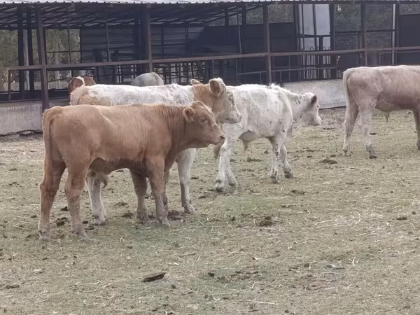 Buğa, Auliekol irqi