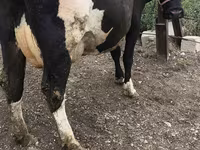 Kuh, Russian Black pied cattle — Foto 5
