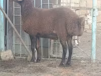 Qoç, Qoyunlar — foto 1