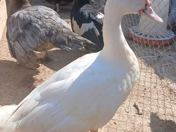 Ducks — Azerbaijan