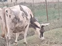 İnək, Russian Black pied cattle — foto 8