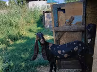 Dişi keçi, Kamori goats — foto 2