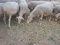 Sheep, Sheep — photo 6