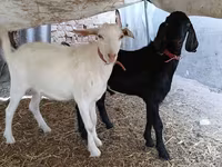 Keçi, Nubian Goat — foto 6