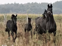 Cavalo, Dutch warmblood horse — foto 6