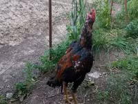 Chickens — photo 3