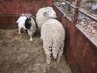 公山羊, Goats — 照片 3