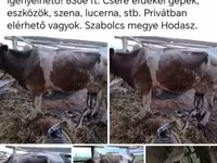 Уй, Симментал тукуму — сүрөт 1