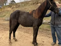 घोड़ा, Black Sea breed — फ़ोटो 4