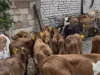Buğa, Mal-qara — foto 2