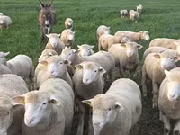 Qoç, Ile-de-France sheep — foto 6