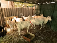 Keçi, Saanen goat — foto 3