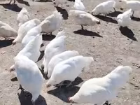 Avstraliya Pit Game quşu — foto 2