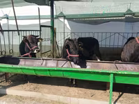 Bovinos (lote, sexo não especificado), Bovinos — foto 3