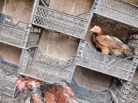 Chickens — الصورة 3