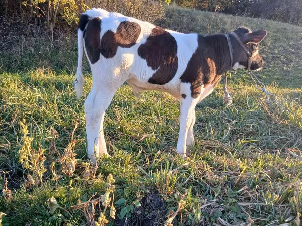 Buğa, Russian Black pied cattle