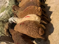 Ram, Sheep — photo 2