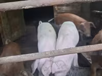 Sow, Pigs — photo 2