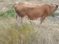 Cow, Red-spotted breed — photo 3