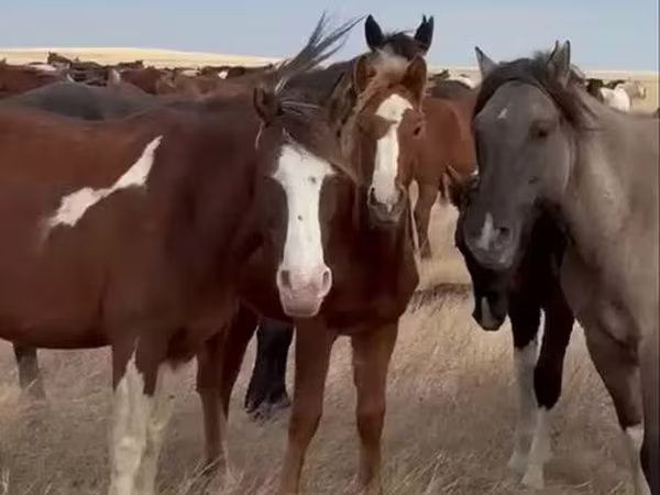 Кобила, Horse breed