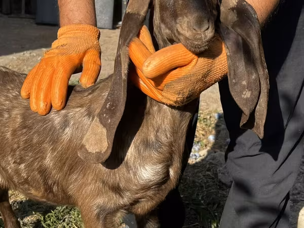 Коза, Kamori goats