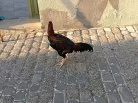 Chickens — الصورة 4