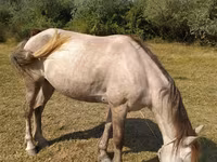 Mare, Azerbaijan horse — photo 1
