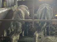 Mare, Horses — photo 2