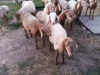 Carnero, Rhon sheep — foto 4