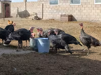Turkeys — الصورة 1