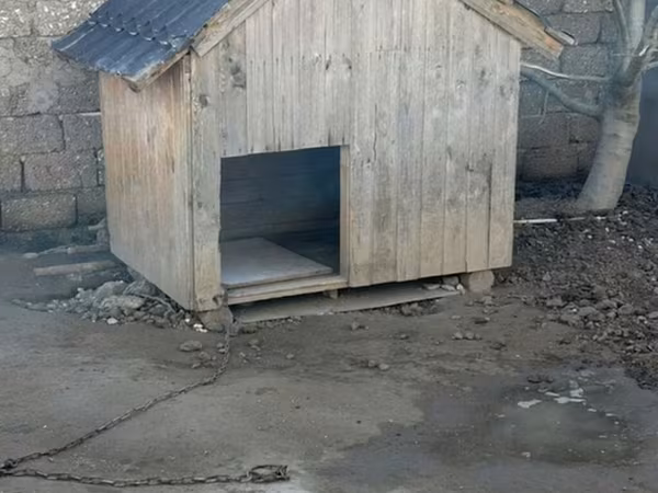 Taxta it evi - Material: qalın taxta karkas, üzəri taxta lövhələr -