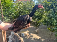 Chickens — photo 3