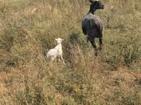 Sheep, Romanov sheep — photo 2