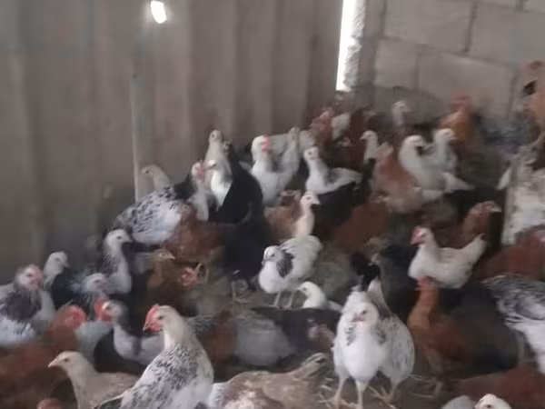 Chickens — Azərbaycan