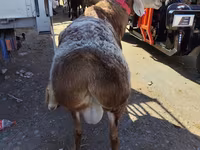Qoç, Arashan sheep — foto 3