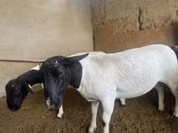 Qoyun, Dorper sheep — foto 2