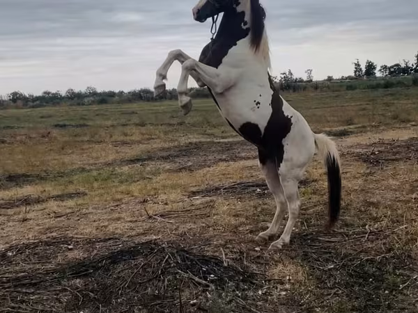 At, American paint horse