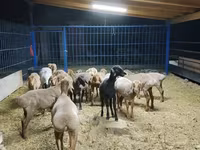 Sheep, Katum sheep — photo 1