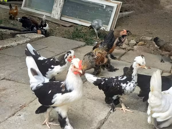 Japanese Bantam
