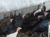 Turkeys — foto 1