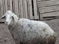 Кочкор, Койлор — сүрөт 1