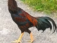 Chickens — foto 4