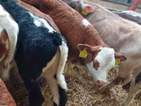 公牛, Simmental cattle — 照片 3